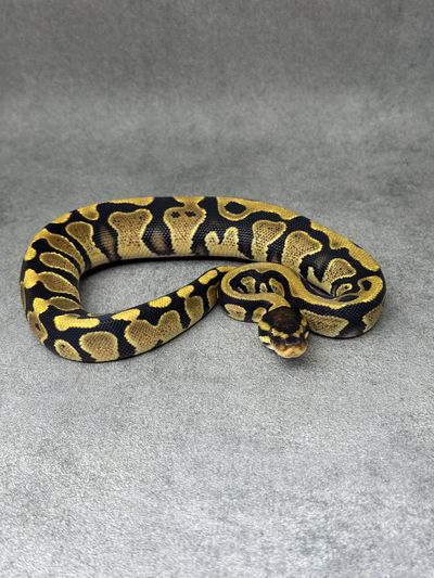 Koningspython Yellow Belly Het Desert Ghost Het Clown Poss Het Piebald