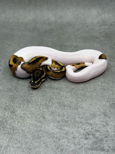Koningspython Piebald
