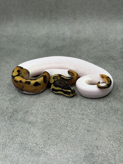 Koningspython Leopard Piebald