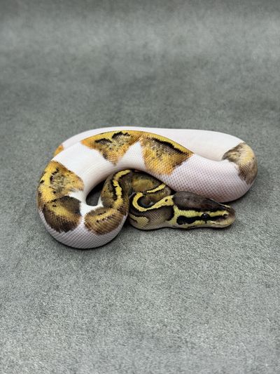 Koningspython Pastel Panther Piebald