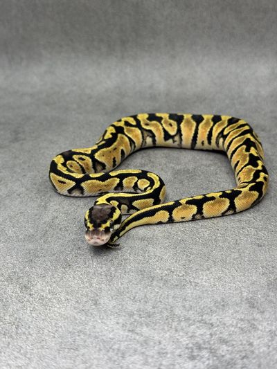 Koningspython Pastel Het Clown