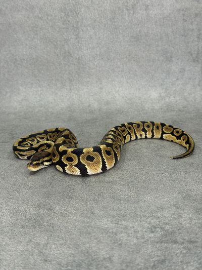 Koningspython Spotnose Het Clown Het Desert Ghost