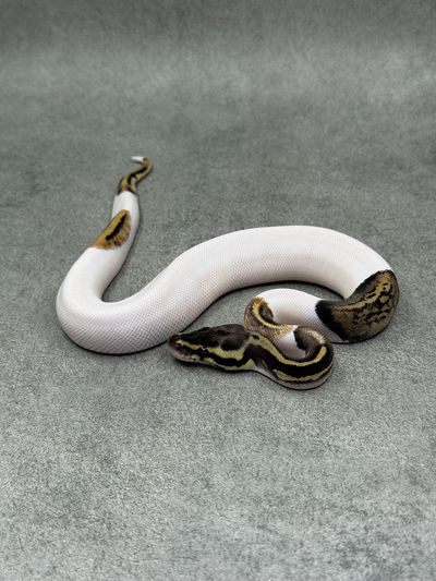 Koningspython Pastel Panther Piebald