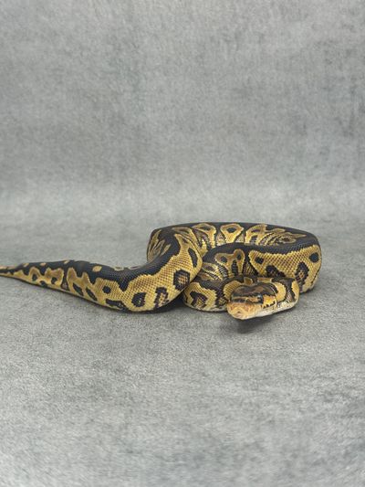 Koningspython Yellow Belly Clown Het Hypo