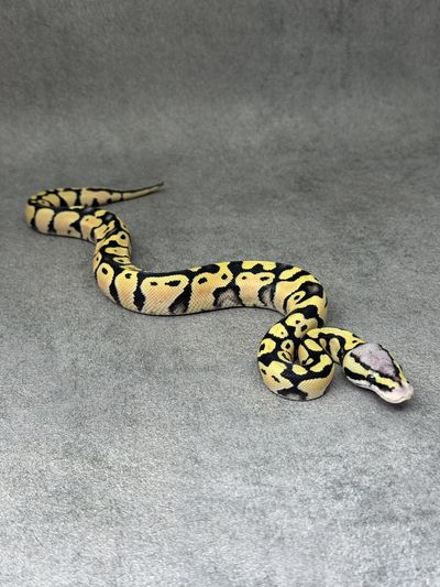 Koningspython Pastel Desert Ghost Het Clown
