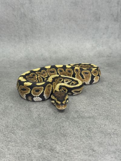 Koningspython Spotnose Het Clown Het Desert Ghost