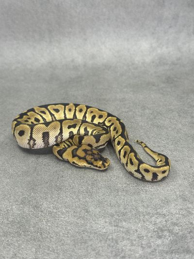 Koningspython Spotnose Enchi Clown