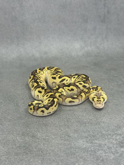 Koningspython Pastel Enchi Spotnose Clown Poss Fire