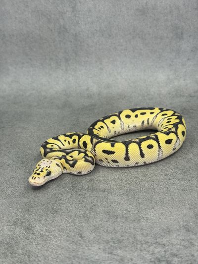 Koningspython Pastel Desert Ghost Clown
