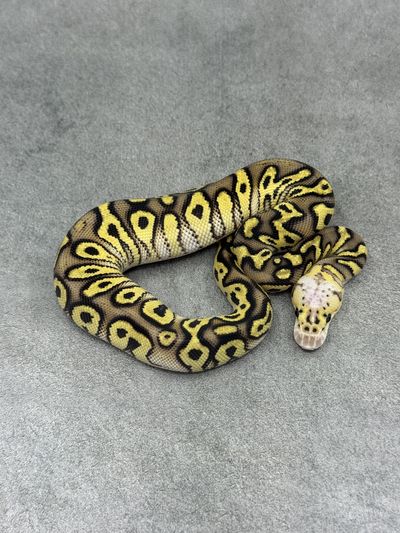 Koningspython Cypress Pastel Enchi Clown