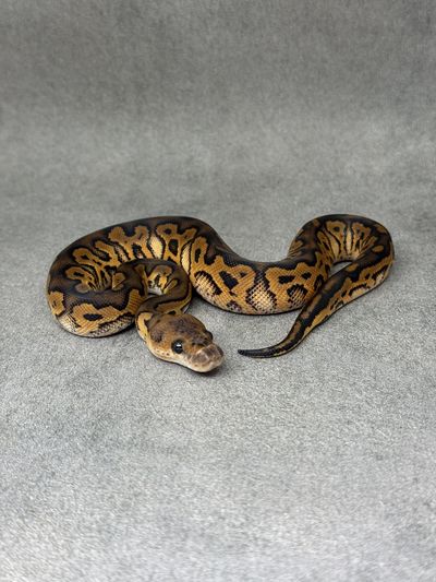 Koningspython Black Pastel Redstripe Clown