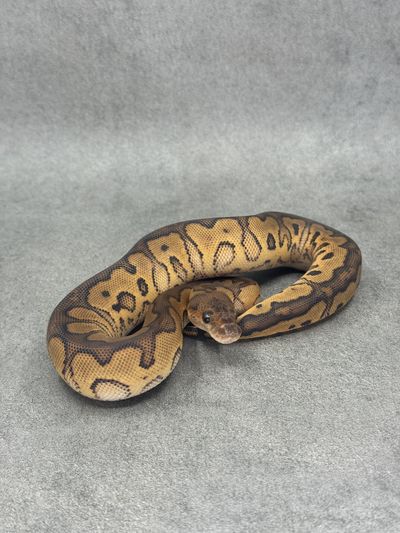 Koningspython Black Pastel Redstripe Clown