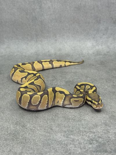 Koningspython Enchi Hypo Het Piebald
