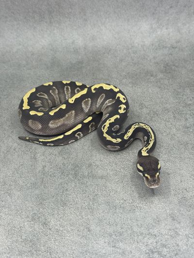 Koningspython Ghi Mojave Het Desert Ghost