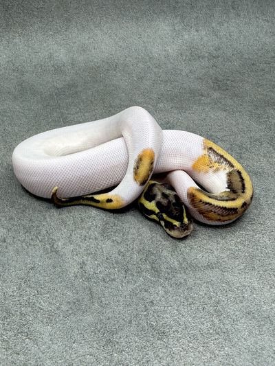 Koningspython Pastel Panther Leopard Piebald