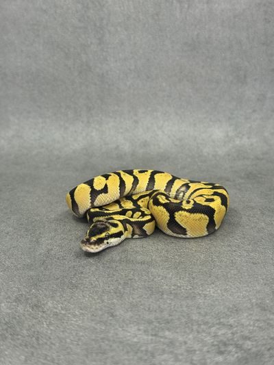 Koningspython Enchi Orange Dream Het Clown Het Desert Ghost