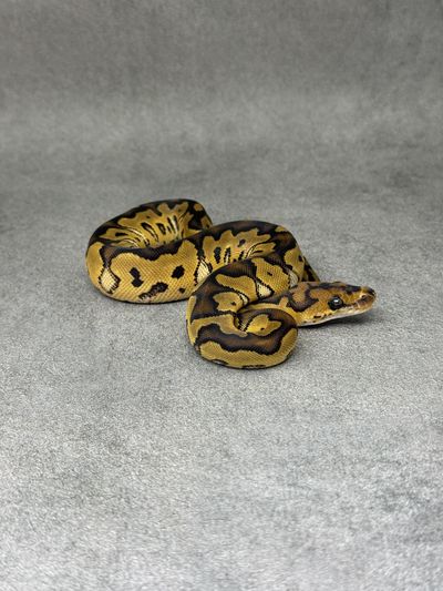 Koningspython Yellow Belly Clown