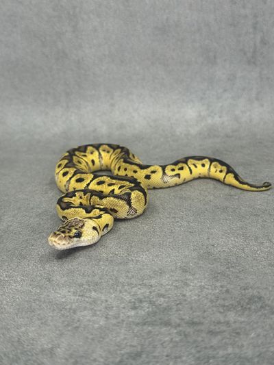 Koningspython Pastel Clown Het Desert Ghost