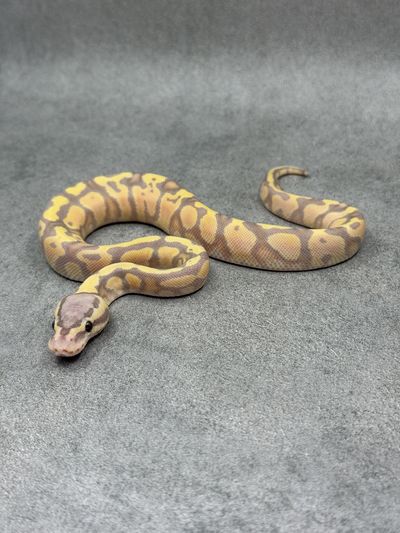 Koningspython Chocolate Banana Pastel Het Clown