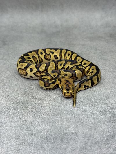 Koningspython Yellow Belly Spotnose Clown
