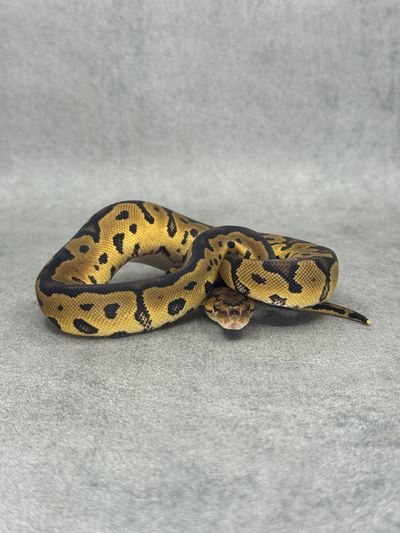 Koningspython Yellow Belly / Gravel Clown