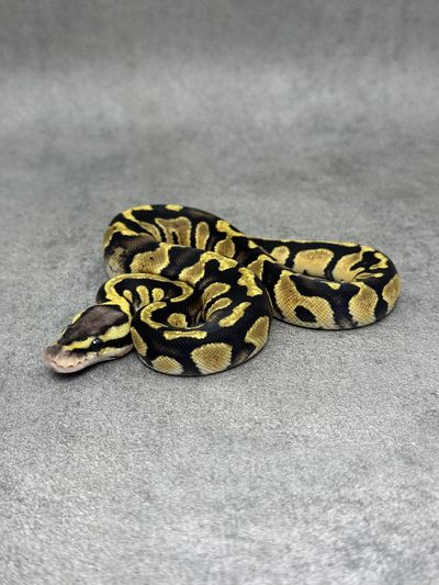 Koningspython Chocolate Pastel Het Clown