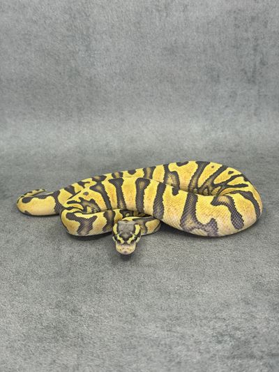 Koningspython Jaguar Pastel Hypo Poss Enchi