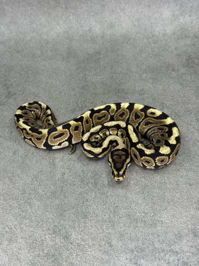 Koningspython Spotnose Het Clown Het Desert Ghost