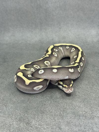 Koningspython Ghi Mojave Desert Ghost