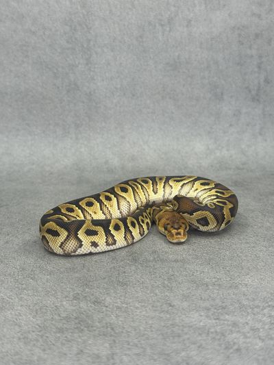Koningspython Bongo Cypress Clown Poss Enchi