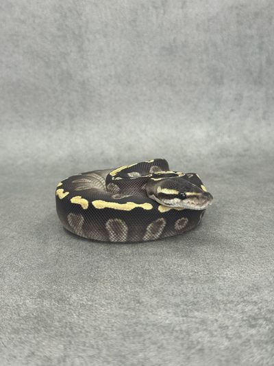 Koningspython Ghi Mojave Het Desert Ghost