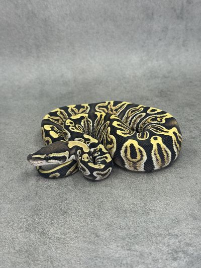 Koningspython Ghi Special Desert Ghost 50% Het Piebald