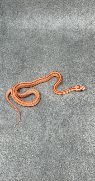 Korenslang Amel Stripe Het Caramel Hypo