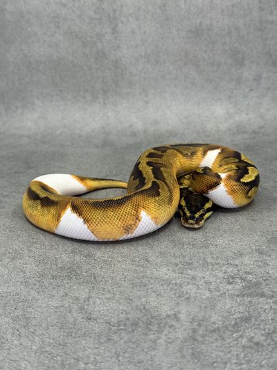 Koningspython Ghi Enchi Piebald Het Hypo