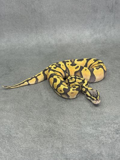 Koningspython Pastel Jaguar Hypo Poss Enchi
