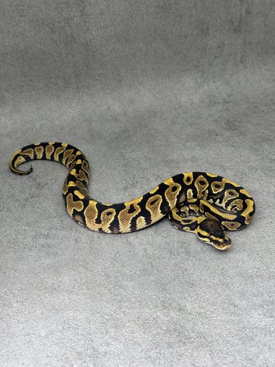 Koningspython Yellow Belly Het Clown Het Desert Ghost Poss Het PIebald