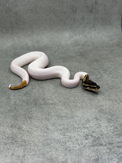 Koningspython Leopard Piebald