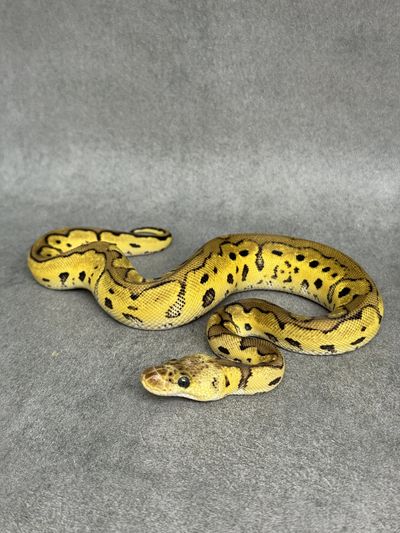 Koningspython Leopard Pastel Clown Het Desert Ghost