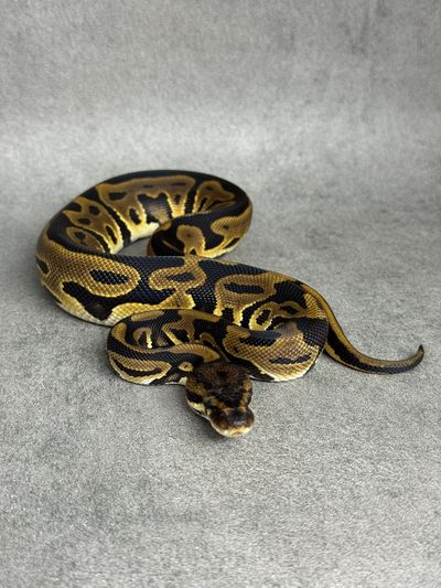 Koningspython Leopard Het Clown Het Desert Ghost