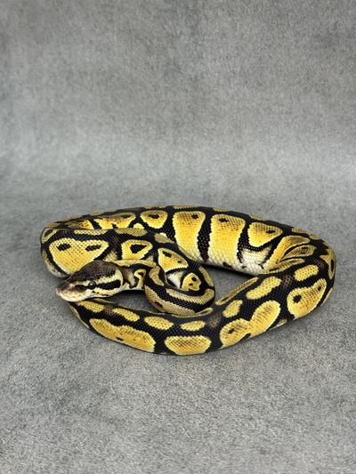 Koningspython Pastel Het Desert Ghost Het Clown