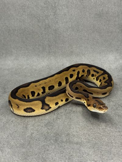 Koningspython Leopard Clown Het Desert Ghost