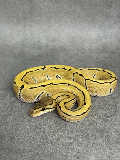 Koningspython Pinstripe Desert Ghost Het Clown