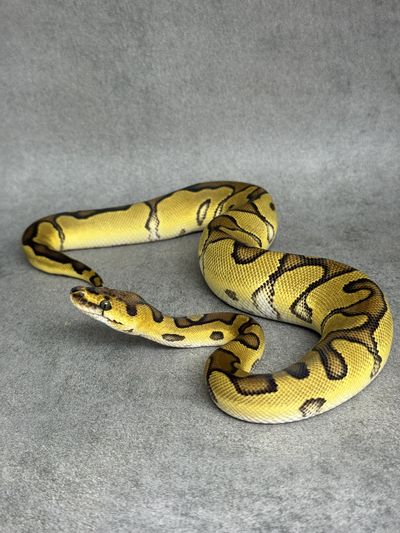 Koningspython Enchi Clown