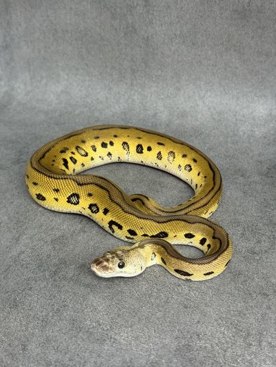 Koningspython Leopard Pastel Clown Het Desert Ghost