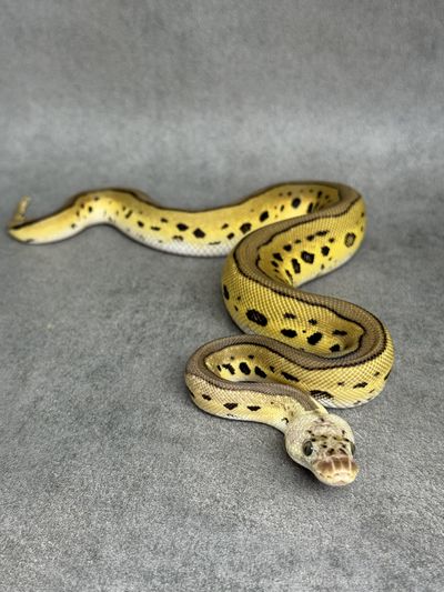 Koningspython Leopard Pastel Clown Het Desert Ghost
