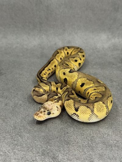 Koningspython Pastel Clown Het Desert Ghost