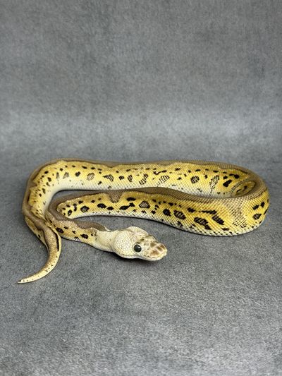 Koningspython Leopard Pastel Clown Het Desert Ghost
