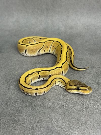 Koningspython Pinstripe Desert Ghost Het Clown