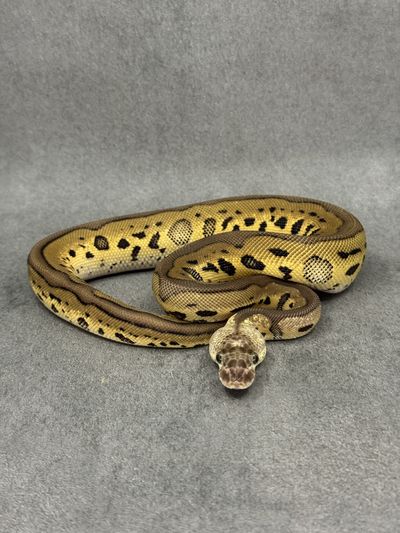 Koningspython Leopard Pastel Clown Het Desert Ghost