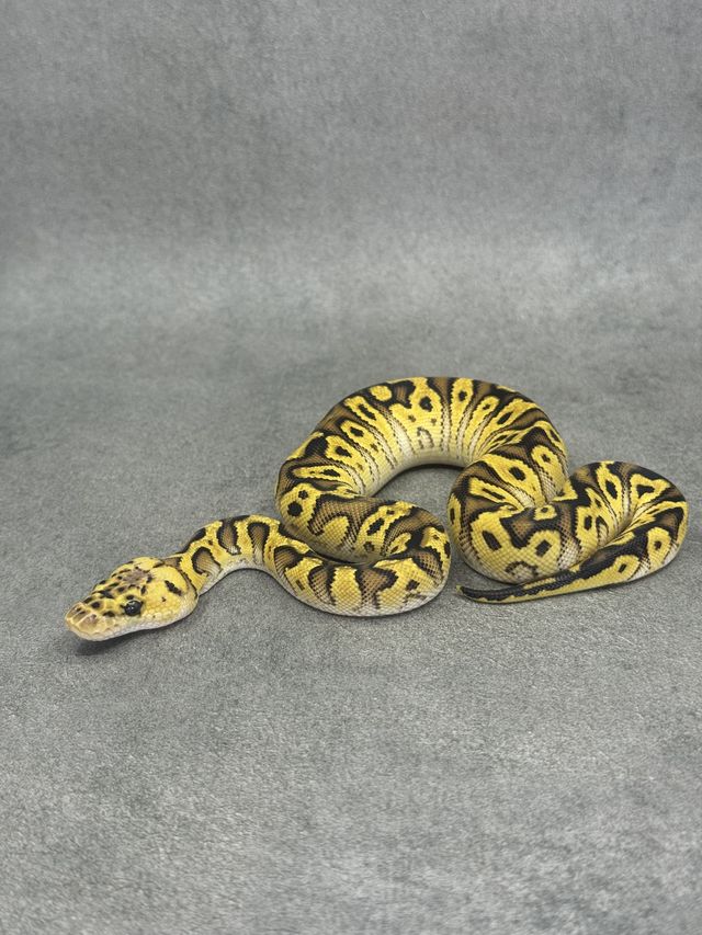 Koningspython Bongo Pastel Spotnose Clown Poss Enchi Poss Fire
